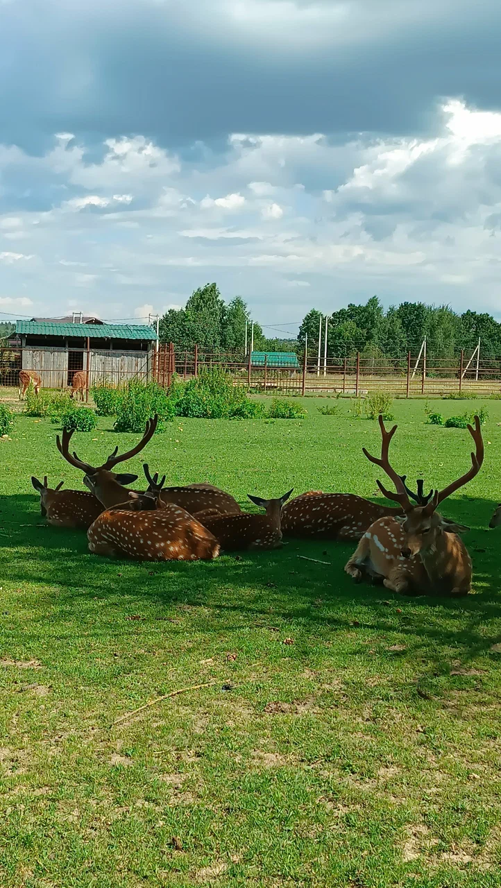 Олени отдыхают на траве в X-Land